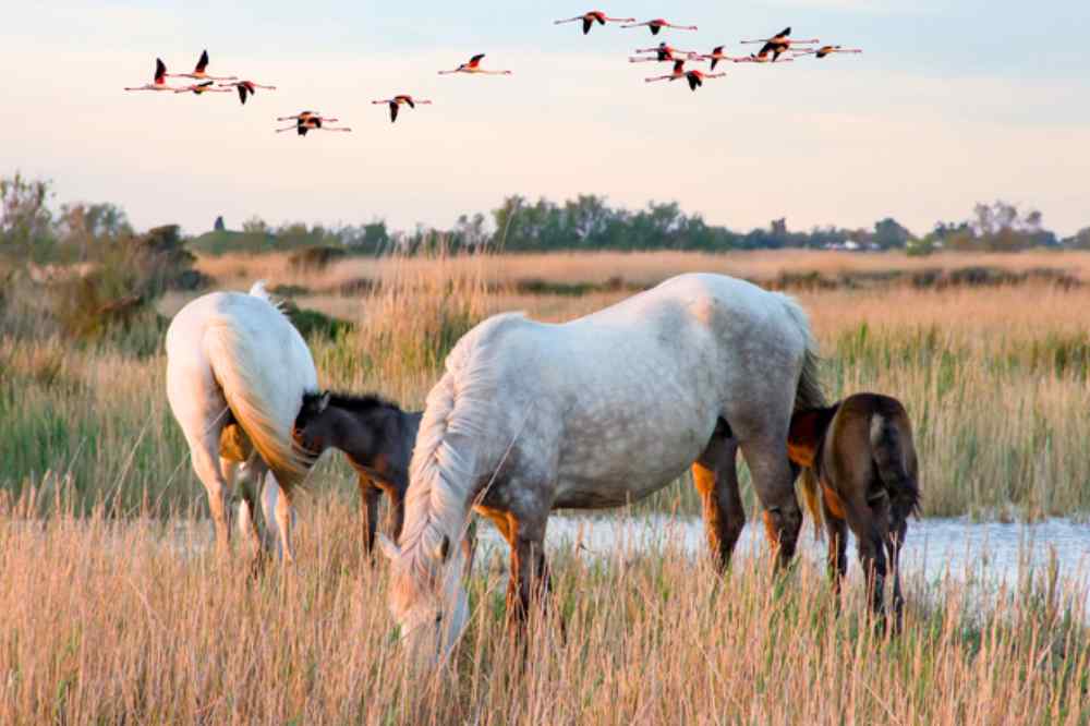 La Camargue