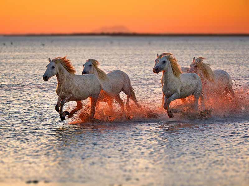 Maison de vacances située en Camargue